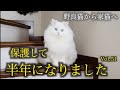 捨て猫だった白猫を保護して半年、わずか半年でこんなに美猫になりました!Rescued abandoned cat, transformed in six months!