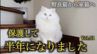 捨て猫だった白猫を保護して半年、わずか半年でこんなに美猫になりましたRescued abandoned cat, transformed in six months!