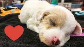 ABANDONED PUPPY MAKES MIRACULOUS RECOVERY AFTER WOMAN FINDS HER IN A PARK