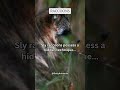 Sly raccoons possess a hidden technique #subscribe #share #shorts
