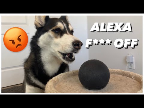My HUSKY Talks To ALEXA |  (She Beat up Alexa!)