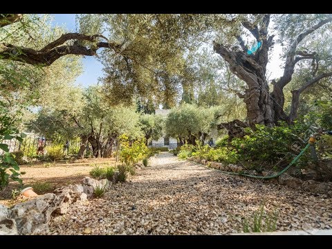in-this-place-judas-iscariot-betrayed-jesus.-the-story-of-gethsemane,-jerusalem-israel