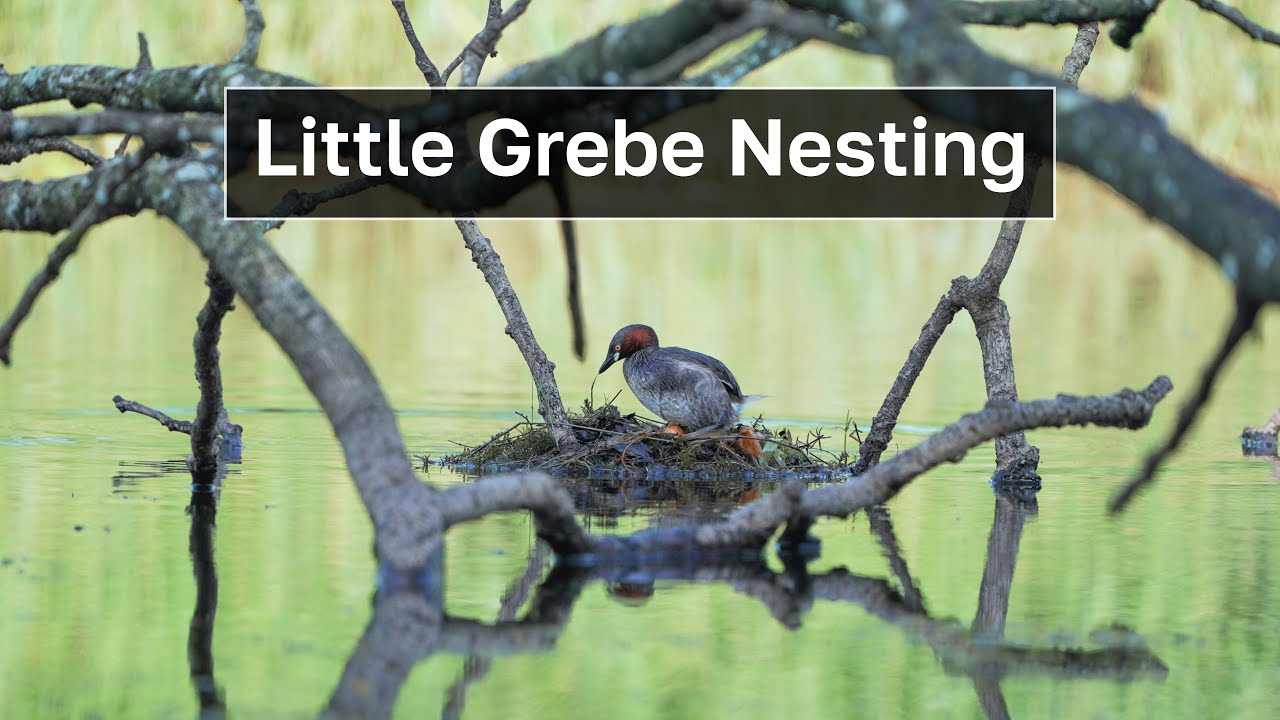 Little Grebe Nesting Scene – Lake Habitat