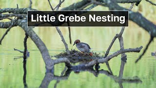 Little Grebe Nesting Scene – Lake Habitat screenshot 4
