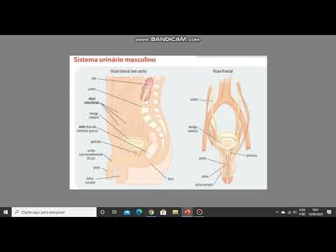 Vídeo: Diferença Entre Sistema Urinário Masculino E Feminino