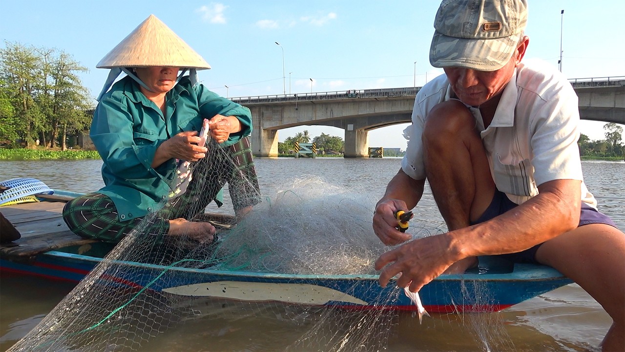 Giăng Lưới Cá Xác Sọc Ở Quê – Kéo Lên Toàn Cá Tươi Roi Rói!