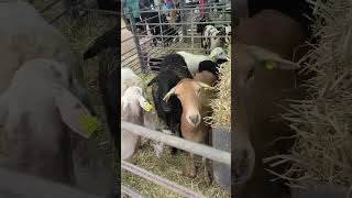 🐐🐄 XXXIII edición del Concurso de Ganado Selecto 2026 Granja Agrícola Experimental del Cabildo