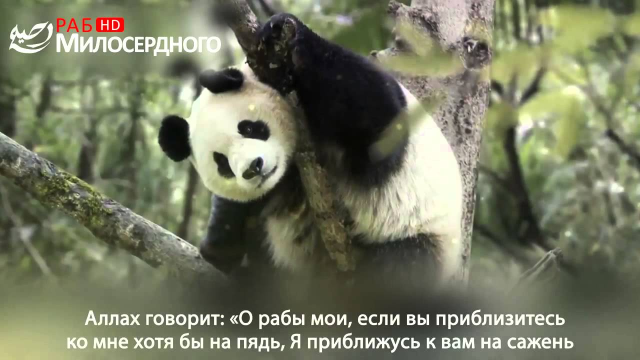 Фото Исчезающих Животных
