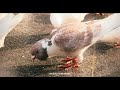 iPhone17Pro___4K120P带来的电影感_