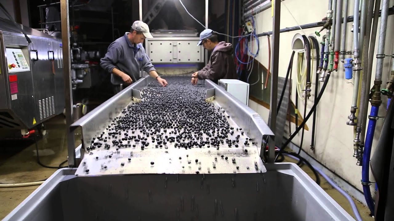 Sortierung von Spätburgunder mit der Vitisort von Key