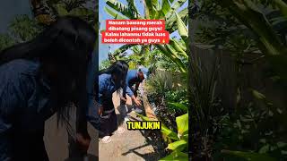 TANAM SAYURAN DI BATANG PISANG #kesehariansekolah #pertamasekolah