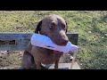 Chesapeake Bay Retriever (quick training session) の動画、YouTube動画。