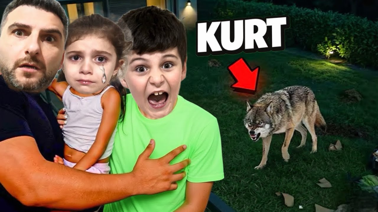 UTKU ASEL ! EVİMİZE KURT GİRDİ ORMANDAN KAÇMIŞLAR !! KORKU DOLU ANLAR YAŞADIK @UtkuAselTv 