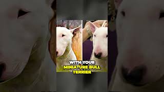 Energetic Miniature Bull Terriers The Perfect Fit for Active Families