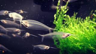Sumec Sklovitý - Kryptopterus Vitreolus Bicirrhis - Www.shrimp.sk