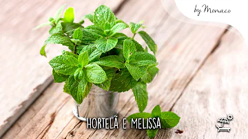 Qual a diferença entre hortelã e hortelã-pimenta?