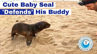 Cute Baby Seal 