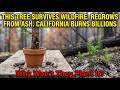 This Tree Cannot Burn. Regrows From Ash. California Spends $30B on Fire. Why Won't They Plant It?