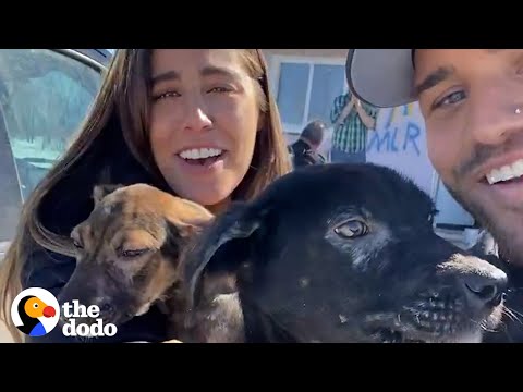 Video: Pet Scoop: Pasangan Menyelamatkan Anjing Dari Mississippi, “Bark Ranger”, Taman Satwa Liar