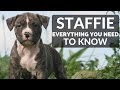STAFFORDSHIRE BULL TERRIER 101 - Everything You Need To Know About Owning a Staffie Puppy