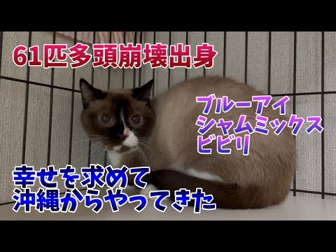 まだ甘え下手で不器用ですが伸び代がある子です