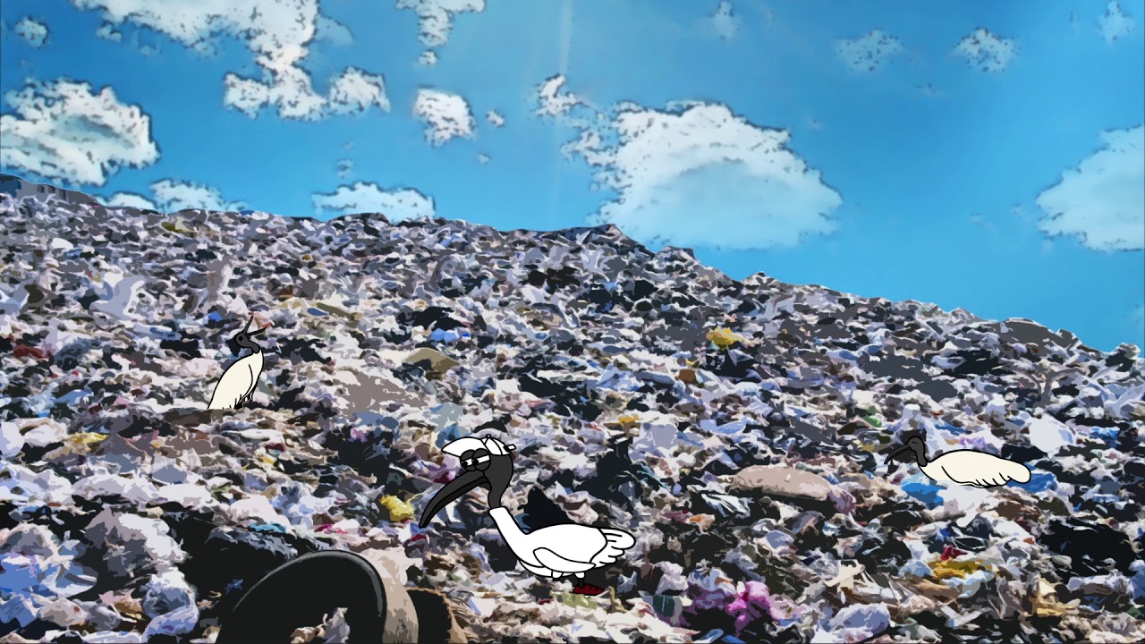 Straya - The Bin Chicken