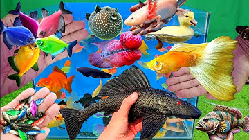 Video tổng hợp cá cảnh đẹp, vịt, vịt con, cá koi, cá trê, cá nóc, cá bảy màu