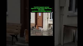 Camiye Girmeden nce Ayaklarn Sildi Bu Kedi Herkese Ders Veriyor hayvanlar kedi