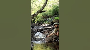 Interviewing a Mountain Stream About Human Problems