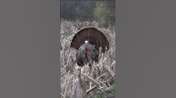 Bow Hunting Turkeys