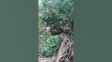 câu cá lóc bằng vịt nhạy táp