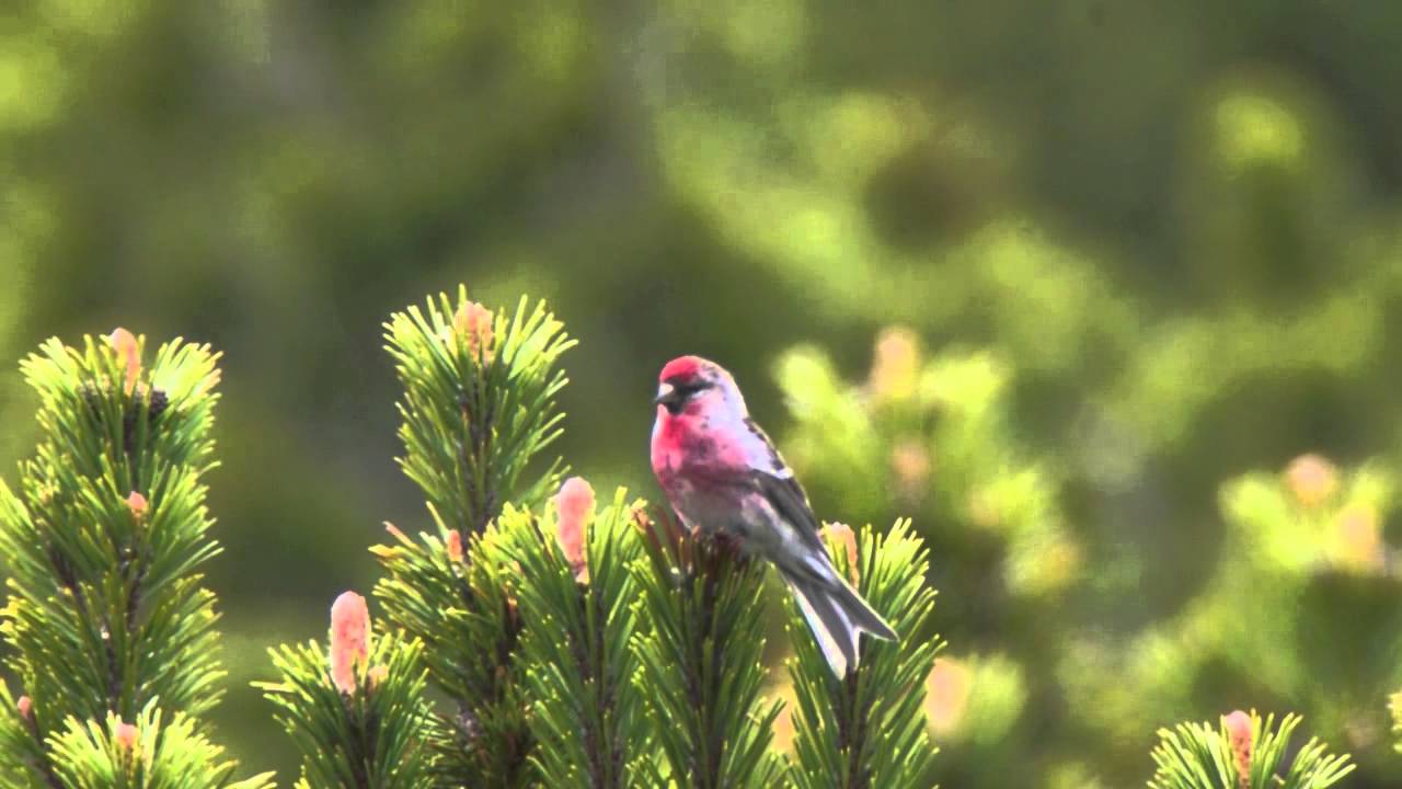 Lesser Redpoll (Carduelis cabaret) 