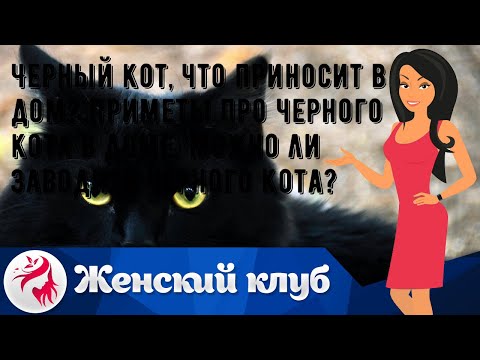 Черный кот, что приносит в дом? Приметы про черного кота в доме. Можно ли заводить черного кота?