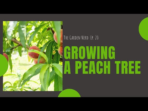 วีดีโอ: Babcock Peach Fruit – ปลูกต้นพีช Babcock ในสวนบ้าน