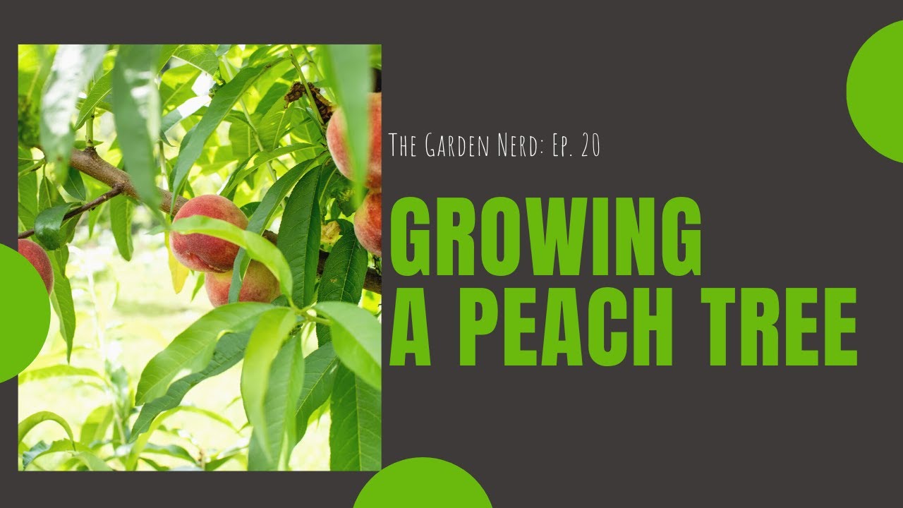 Growing A Peach Tree