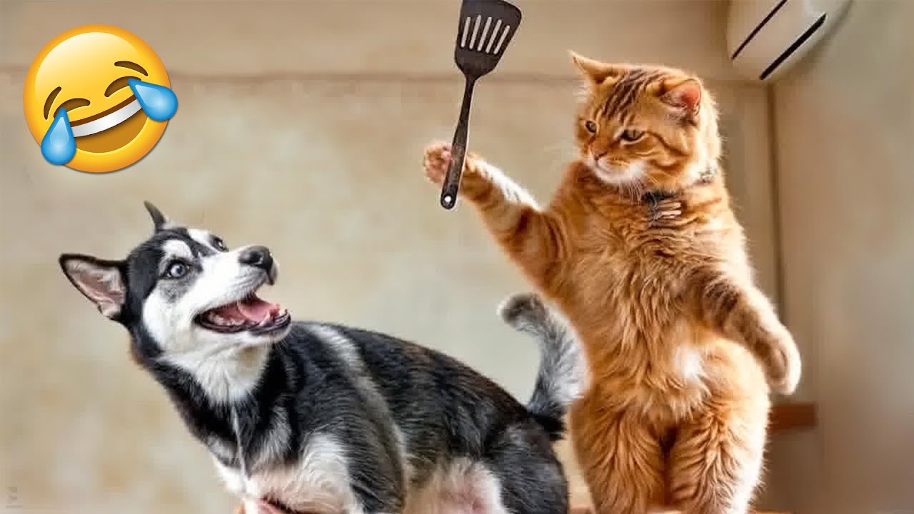 FUNNIEST animals will brighten all your day 🐶😸 | Cats and Dogs funny  videos