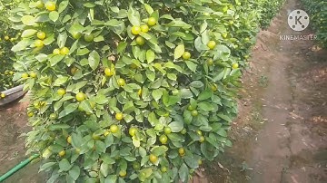 QUẤT TẾT 2021-QUẤT THÁP  QUẤT THẾ ĐẸP BÁO GIÁ QUẤT CẢNH TẾT 2021