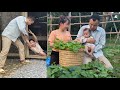 Ly tieu an harvesting vegetables to sell  hung kicked his exwife out of the house