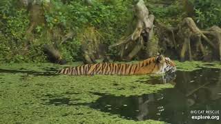 Priya goes for a morning dip. Priya tiger at Big Cat Rescue.