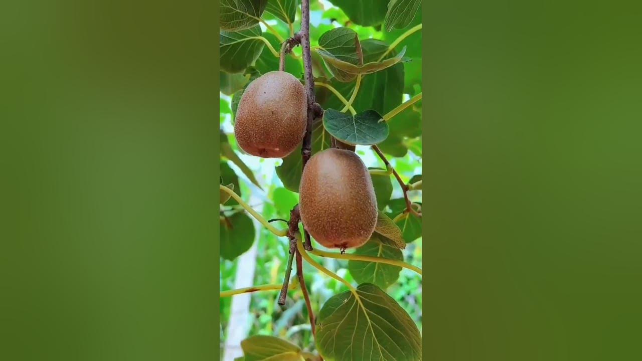 How Many Kiwi To Eat Per Day How Many Kiwi To Eat Per Day