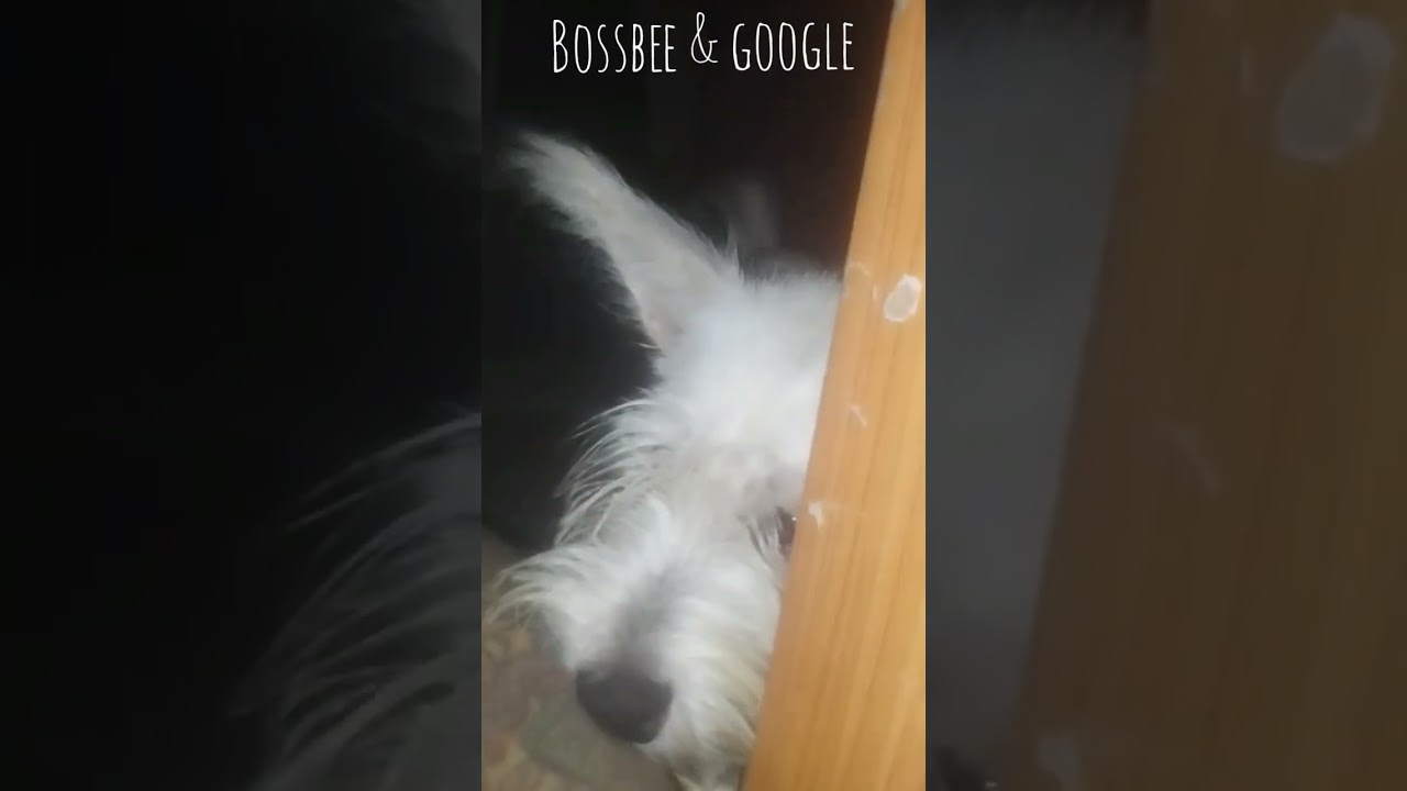 Weee weee! (Sa kama)Directed by: BossBeeBossBee & Google ™OMG! Oh My Google!🤣😁😆😂