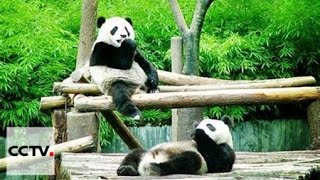 В провинции Сычуань найдены еще две панды, обитающие в дикой природе