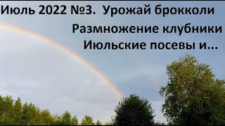 Июль 2022 №3. Урожай брокколи. Размножение клубники и многое другое)