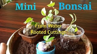 Mini Bonsai From Water Rooted Cuttings Of Ficus Racemosa - 4/4