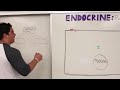 Endocrinology | Receptor Pathways Mp3 Song