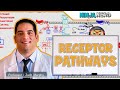 Endocrinology  receptor pathways