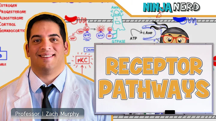 Endocrinology | Receptor Pathways - DayDayNews