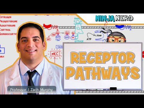 Endocrinology | Receptor Pathways