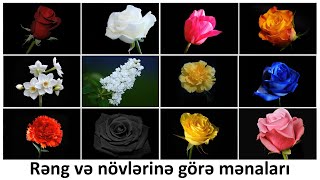 Güllərin Növ Və Rənglərinə Görə Mənaları Səsli Yenidən Hazırlanıb