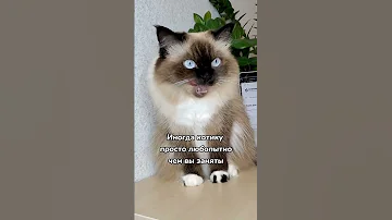 Вот почему кошка пристально смотрит на хозяина